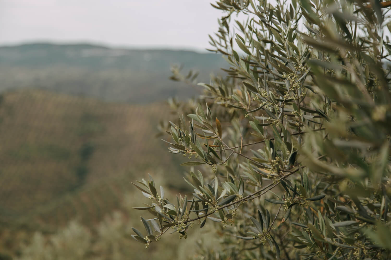 Olivar en dehesa